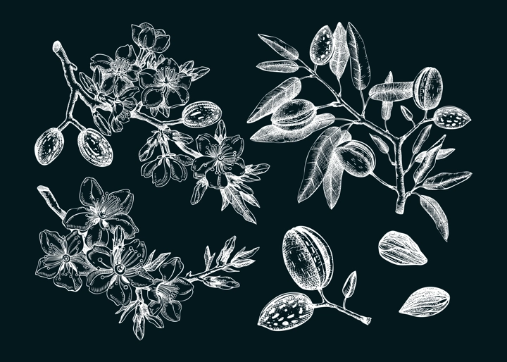 Almond vector set on chalkboard. Botanical spring illustrations. Hand-drawn healthy food drawings. Nut trees sketches collection. Vintage blooming branches, flowers, nuts, leaves.